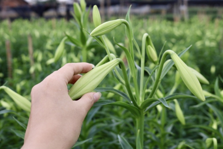 Tháng 4 là thời gian hoa loa kèn nở rộ và đẹp nhất nên thường được mọi người gọi với cái tên rất đặc biệt - loài hoa của tháng 4.