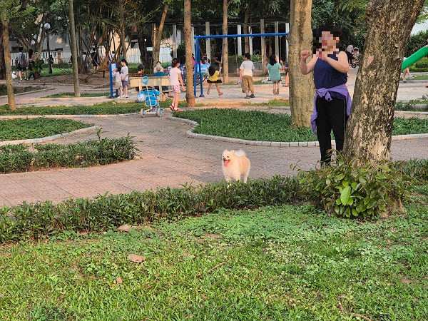 Đội bắt chó thả rông ở Hà Nội: Đem chó về, xử lý ra sao?- Ảnh 1.