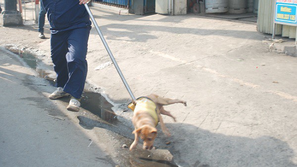 Đội bắt chó thả rông ở Hà Nội: Đem chó về, xử lý ra sao?- Ảnh 2.