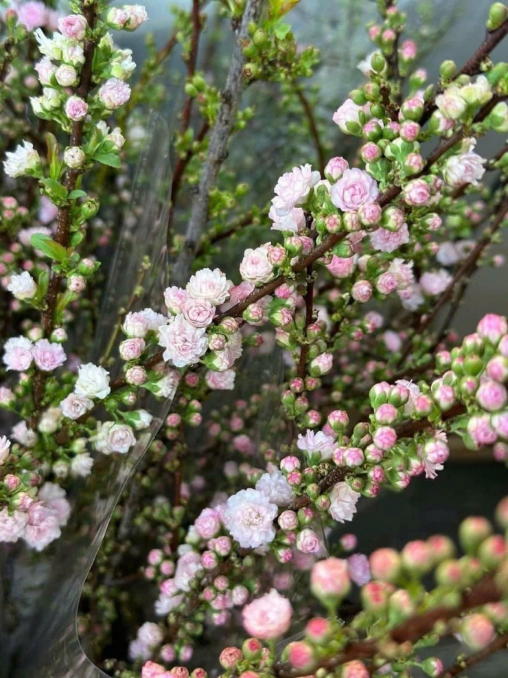 Dáng hoa anh đào Sakura khá đặc trưng như đầu cánh hoa chẻ ra hình trái tim và nụ hình thoi, cánh kép xếp xen kẽ nhau.