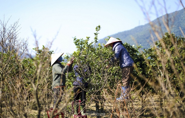 Những ngày này, người dân “thủ phủ” trồng mai vàng xã Kỳ Nam, thị xã Kỳ Anh (Hà Tĩnh) đang tất bật chăm sóc, bổ sung dinh dưỡng cho cây nhằm giúp cây mai bung nở đẹp nhất vào dịp Tết Nguyên đán.