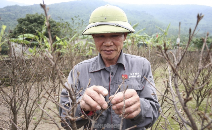 “Một số khách hàng đã đến vườn mua mai hoặc đặt cọc trước. Các cây mai ở đây đều được trồng nhiều năm, có cây hàng chục năm tuổi nên giá thành cũng giao động 5-7 triệu đồng/cây”, ông Bùi Hoa Thách (53 tuổi, trú thôn Tân Tiến, xã Kỳ Nam) chia sẻ.