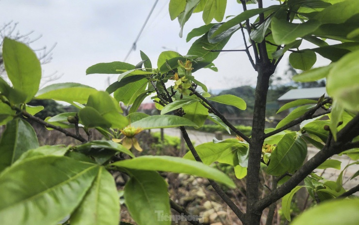 Người trồng mai cho biết để cây có đủ dinh dưỡng làm nụ, đảm bảo hoa nhiều, đều, mập, đẹp thì cần lựa chọn thời gian phù hợp để tuốt bỏ toàn bộ lá cây. Việc tuốt lá mai bằng tay phải rất cẩn thận, nhất là không được tuốt lá thẳng từ trên xuống, làm như vậy sẽ tổn thương đến mầm nụ hoa.