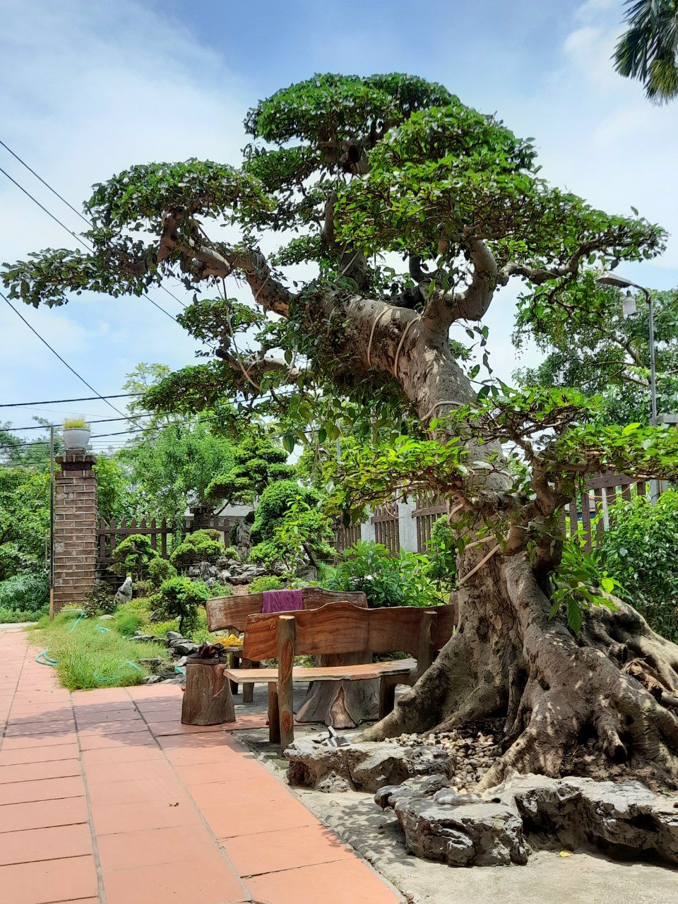 Những cây sung anh sở hữu đều là các gốc cổ thụ hàng trăm năm tuổi, có giá trị từ vài trăm triệu đồng đến hàng tỷ đồng.