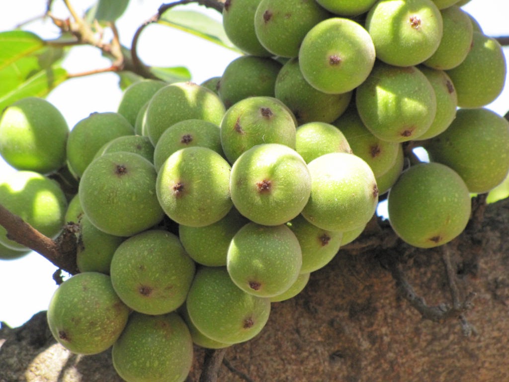 Quả&nbsp;sung thường mọc thành chùm trên các cành nhỏ, mọc thành cặp có màu xanh. Khi chín, quả có màu cam ánh đỏ. Người ta thường sử dụng quả sung trong bữa ăn bằng cách muối chua hoặc kho với thịt, cá.