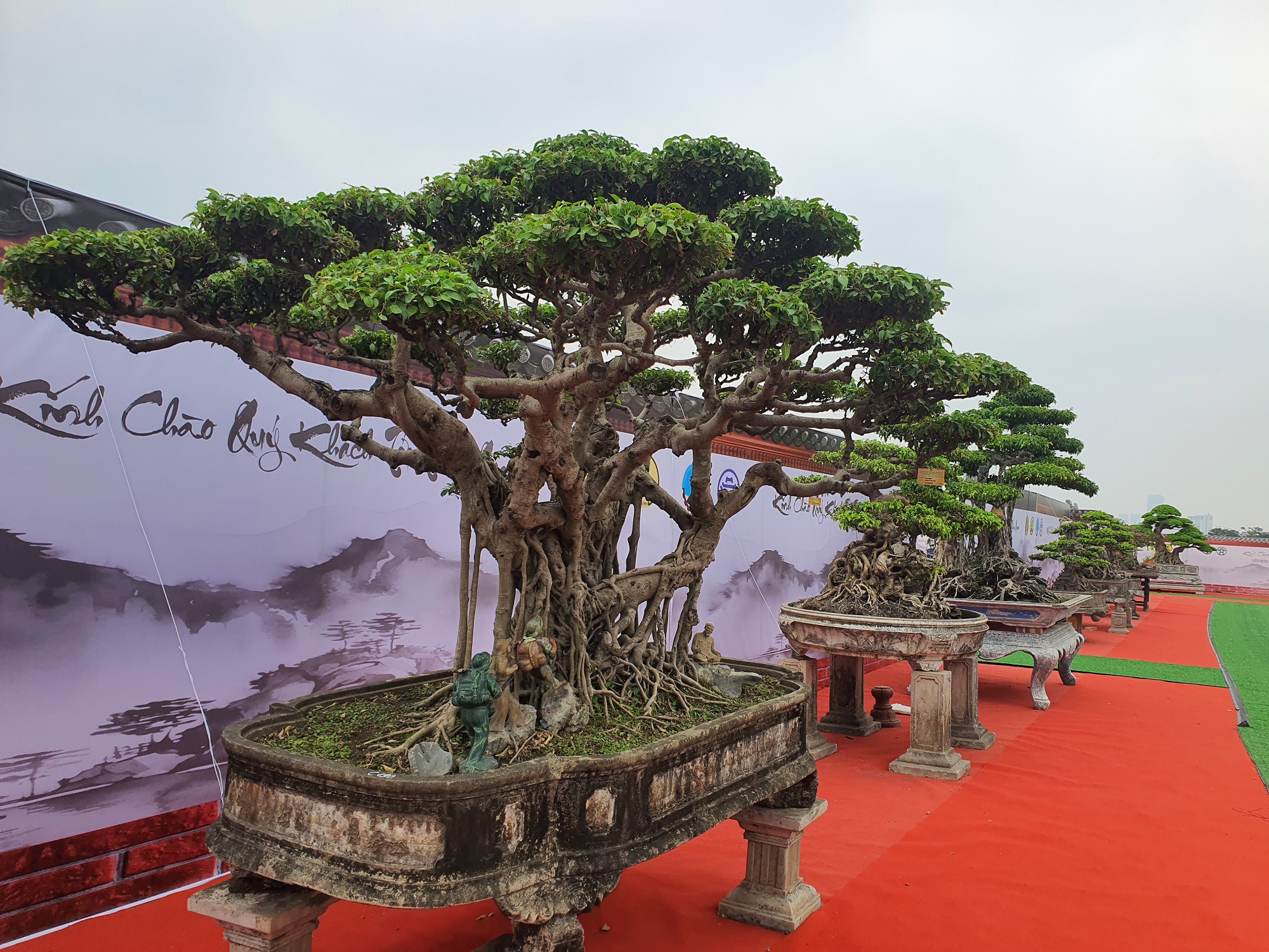 Ông Ngọ cho biết, cây sanh có chiều cao tính từ mặt chậu là hơn 2m, tán bay hơn 3m và tuổi của cây khoảng trên 120 năm.