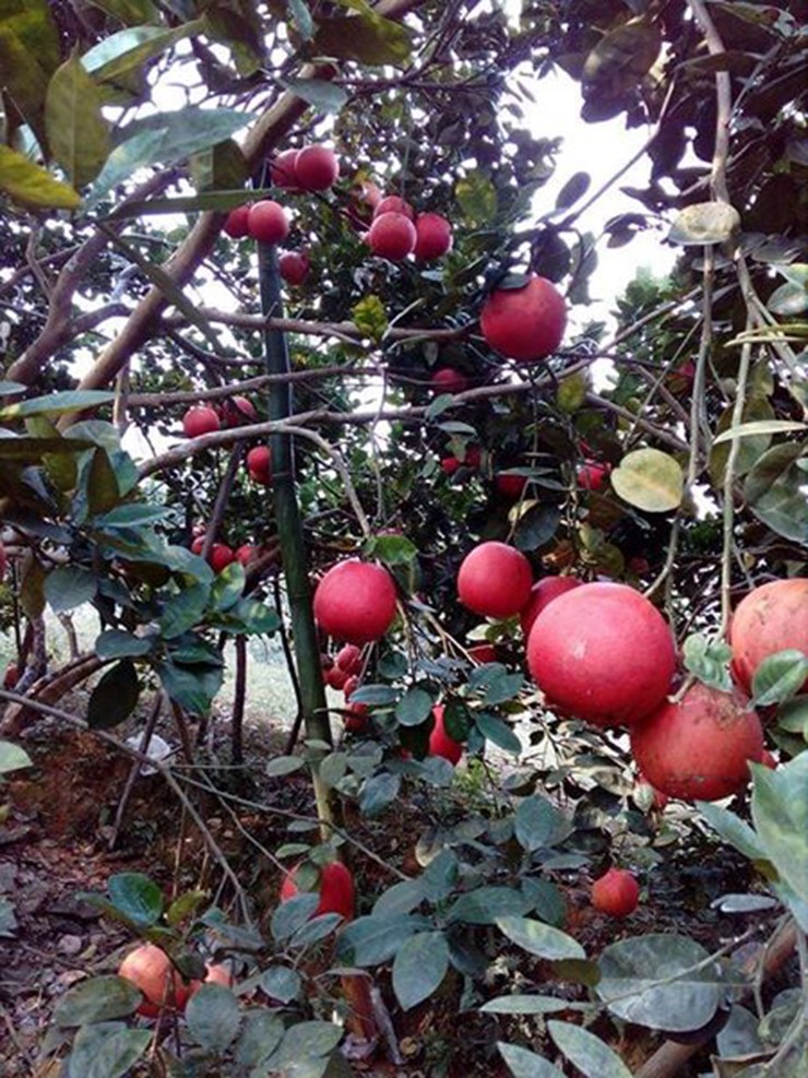 Bưởi đỏ hay còn gọi là bưởi Luận Văn, được trồng tại làng Luận Văn, xã Thọ Xương, Thanh Hóa.
