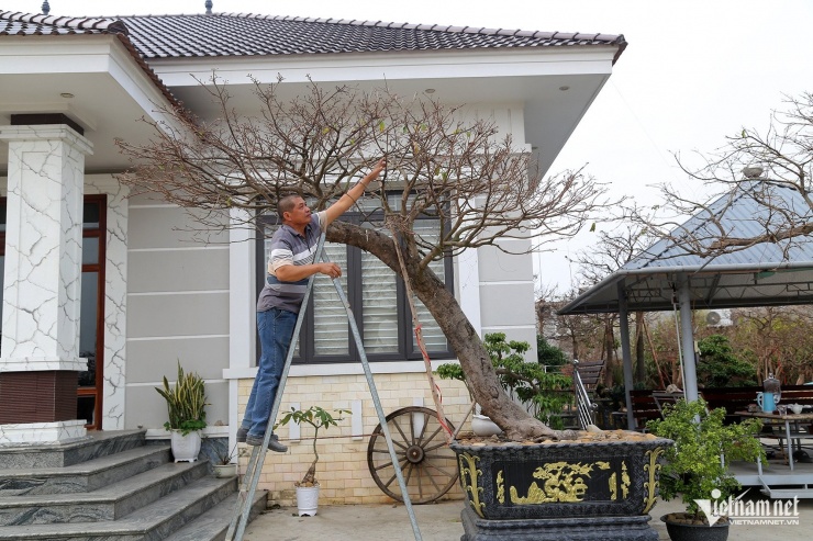 Ông Phương hàng ngày vẫn chăm sóc cây mai vàng Yên Tử cổ thụ trước cửa nhà, cây này được ông định giá 800 triệu đồng. Ảnh: Phạm Công