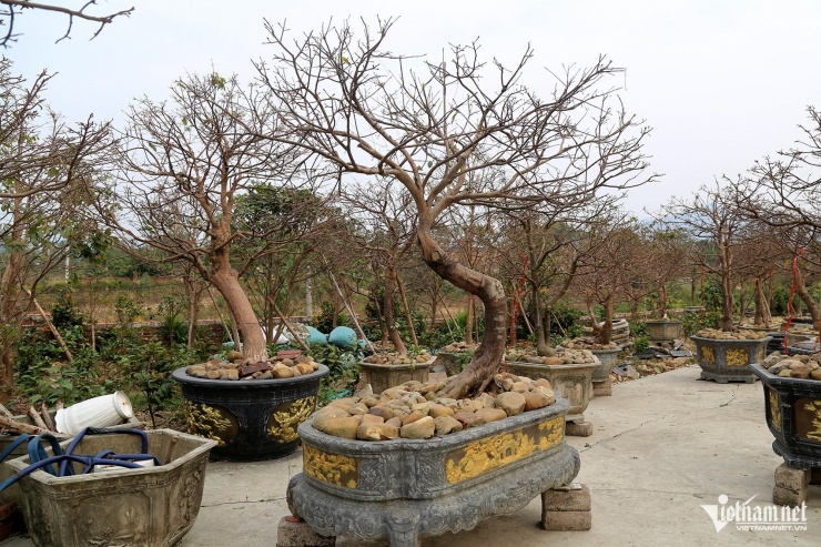 Những cây mai vàng Yên Tử có giá hàng chục đến hàng trăm triệu đồng tại vườn nhà ông Phương. Ảnh: Phạm Công