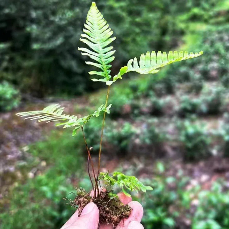 Cây dại ở quê toàn đem đốt, lên thành phố thành “máy in tiền” - 3