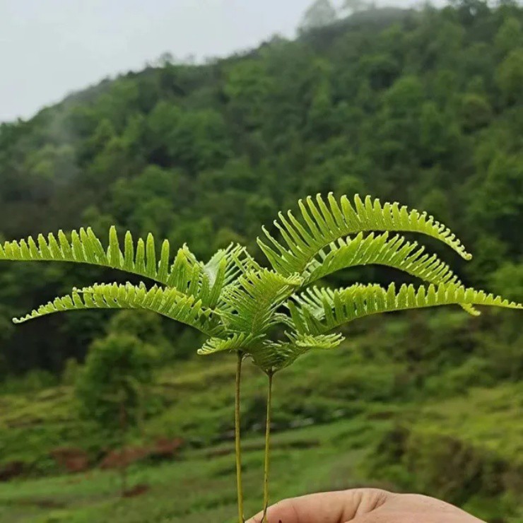 Cây dại ở quê toàn đem đốt, lên thành phố thành “máy in tiền” - 1