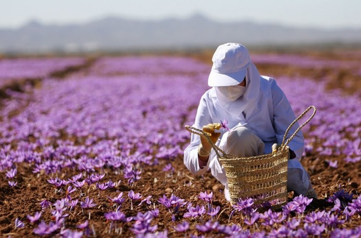 Nhụy hoa nghệ tây còn được gọi là Saffron là một loại gia vị đắt nhất thế giới, có nhiều màu sắc và hương vị
