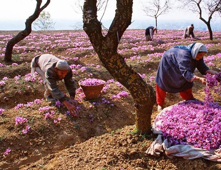 Trên thị trường, nhụy hoa nghệ tây có mức giá khoảng 300 triệu đồng/kg tuỳ vào chất lượng và xuất xứ.
