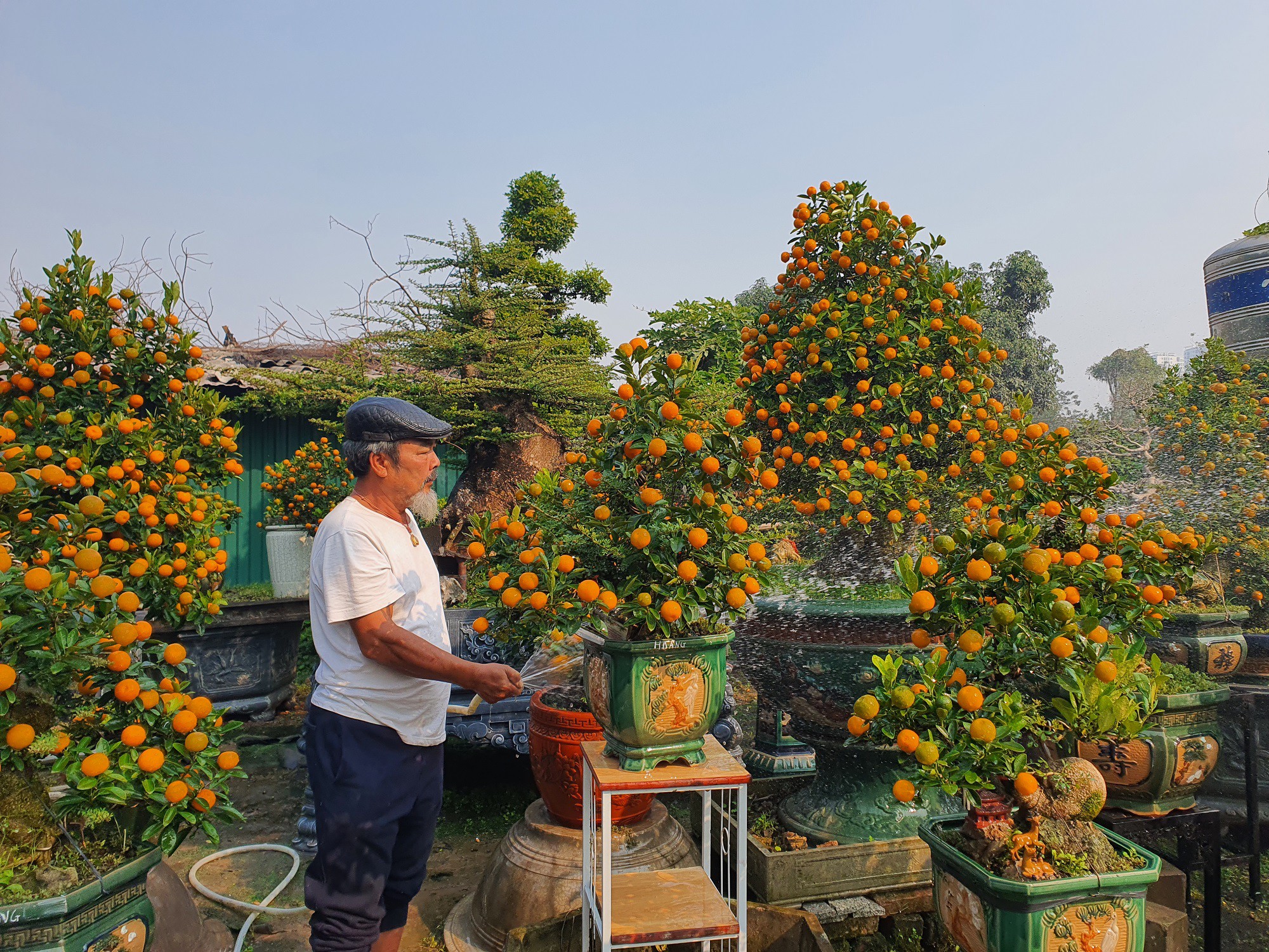 Trong đó, nổi bật giữa vườn quất ghép cần thăng đang chín vàng rực là một cây cần thăng bonsai khá đồ sộ.