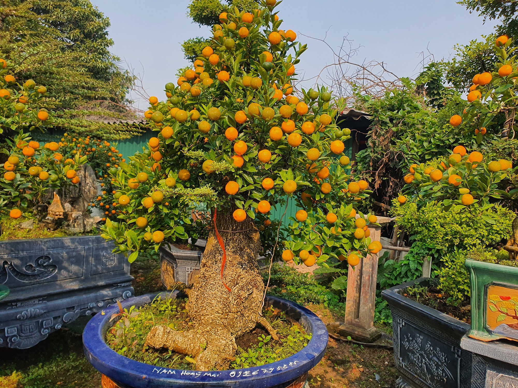 Cần thăng là một loại cây có sức sống mạnh mẽ, dễ tạo hình tạo dáng nên sự kết hợp của loại cây này với quất đã trở thành những tác phẩm nghệ thuật rất thích hợp để chơi Tết.