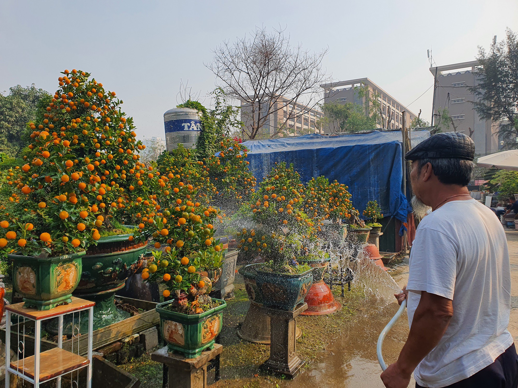 Những ngày này, hàng trăm gốc quất cần thăng với đủ lộc biếc quả mọng, gốc to, dáng cổ kính đang “thả dáng” trong vườn, tạo cảm giác một cái Tết no ấm đang đến rất gần.