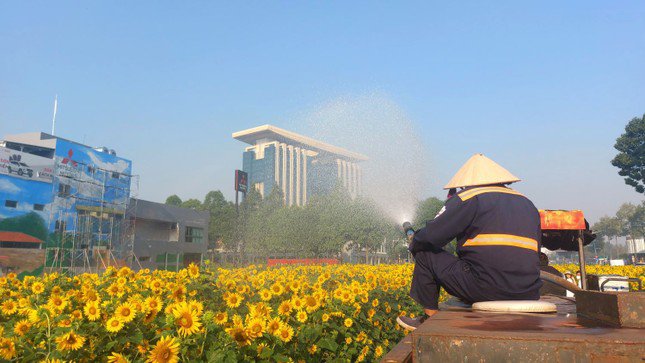 Nằm ngay sau lưng tòa nhà Trung tâm hành chính tỉnh Bình Dương, vườn hoa hướng dương đua nở đã thu hút giới trẻ tìm đến “check in”.