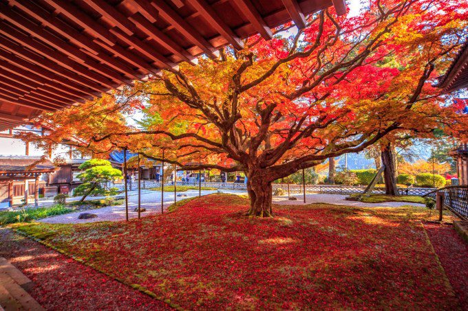 Cây phong cổ thụ ở núi Raizan thuộc Itoshima, Fukuoka. Ảnh: crossroadfukuoka