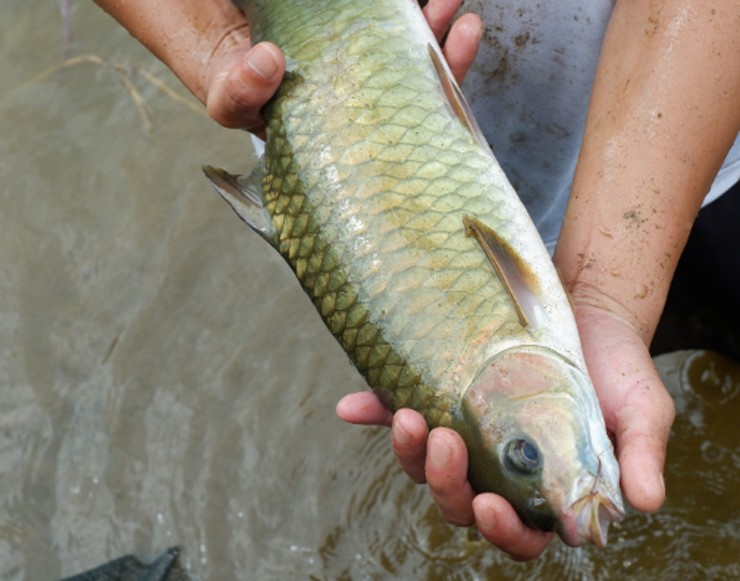 Cá dầm xanh có thể phát triển lên đến trọng lượng 6 - 7kg. Trong tự nhiên, loài cá này rất hiếm, từng có nguy cơ tuyệt chủng nhưng hiện nay nhiều hộ dân đã đào ao nuôi thành công.
