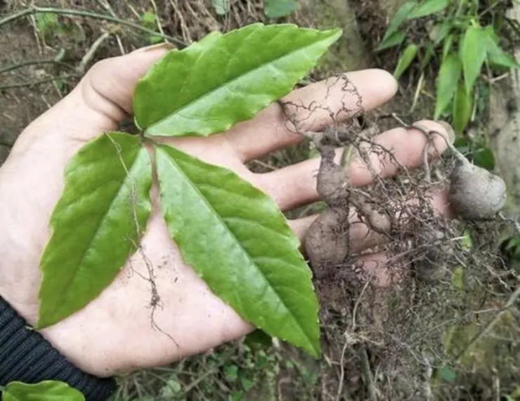 Rễ cây dại đắt như “vàng”, đào lên đem bán thu ngay vài chục triệu/kg - 2