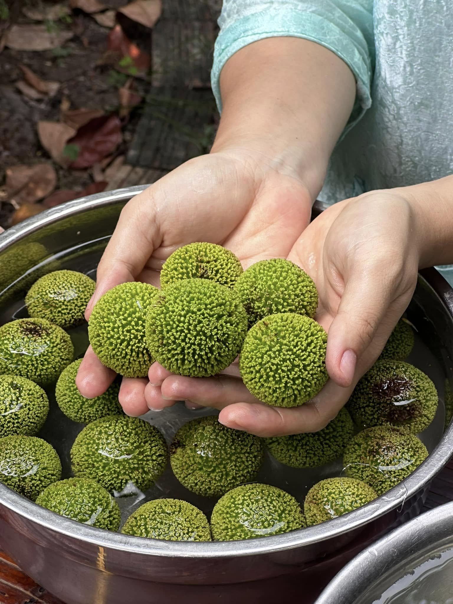 Gáo là loại quả đặc trưng ở Ninh Bình. Phần màu vàng bên ngoài là hoa gáo, khi hoa rụng sẽ hiện ra quả gáo bên trong. Ảnh: Le Thanh Huyen