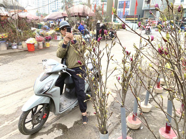 Hoa mộc lan được khá nhiều khách hàng chú ý vì vẻ đẹp dịu dàng mà quý phái.