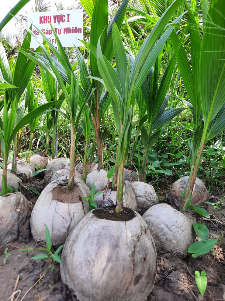 Hiện nay nhiều hộ dân ở huyện Cầu Kè, Trà Vinh đã mở rộng mô hình trồng dừa sáp cấy phôi, năng suất và hiệu&nbsp;quả hơn hẳn.&nbsp;
