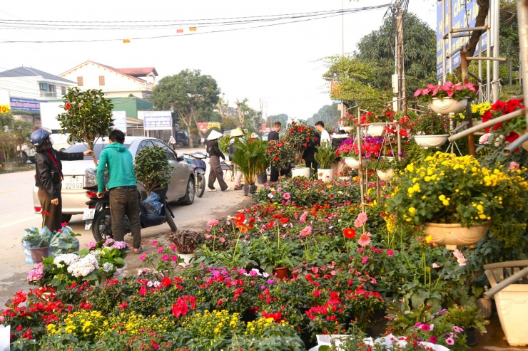 Còn chưa đầy 1 tháng nữa đến Tết nguyên đán Ất Tỵ 2025, thời điểm này, tại xã Nghi Ân - thủ phủ hoa của thành phố Vinh, Nghệ An rực rỡ sắc xuân bởi muôn hoa khoe sắc, hút khách mua chơi Tết.