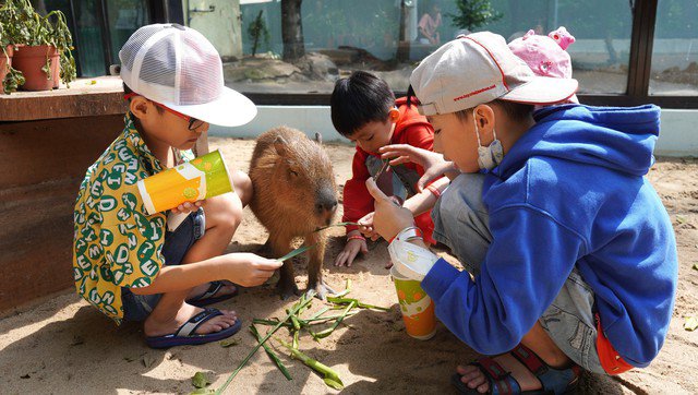 VIDEO: "Nựng" capybara ngoài đời thật tại Thảo Cầm Viên - 8