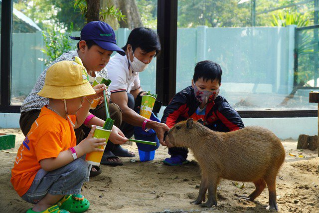 VIDEO: "Nựng" capybara ngoài đời thật tại Thảo Cầm Viên - 9