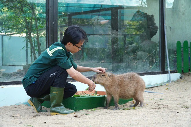 VIDEO: "Nựng" capybara ngoài đời thật tại Thảo Cầm Viên - 5