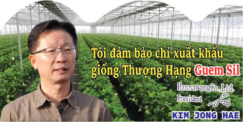 Giống dâu tây Guem Sil Hàn Quốc đỉnh cao chất lượng và hương vị tuyệt hảo - 4