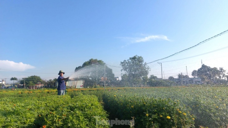 Ngắm &#39;thủ phủ hoa Tết&#39; ở Bình Dương từ trên cao - 8