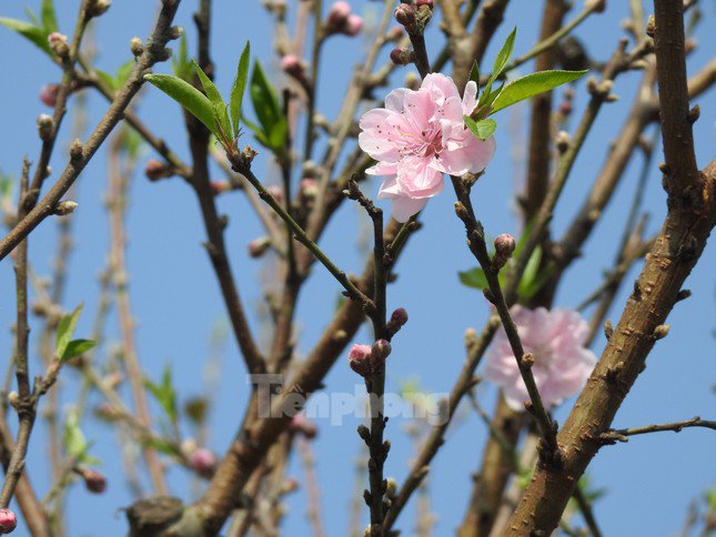 Nụ hoa to, cánh dày màu hồng lâu phai tàn nên rất được ưa chuộng để chơi Tết.