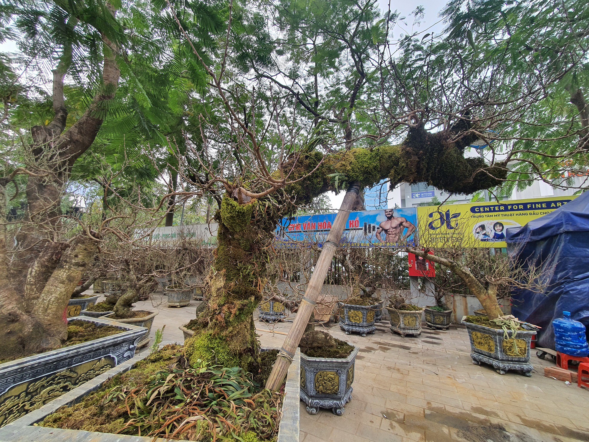 Theo anh Đông, số đào này chủ yếu là đào rừng cổ thụ, gốc vài chục năm tuổi, được bán với giá trên 20 triệu đồng.