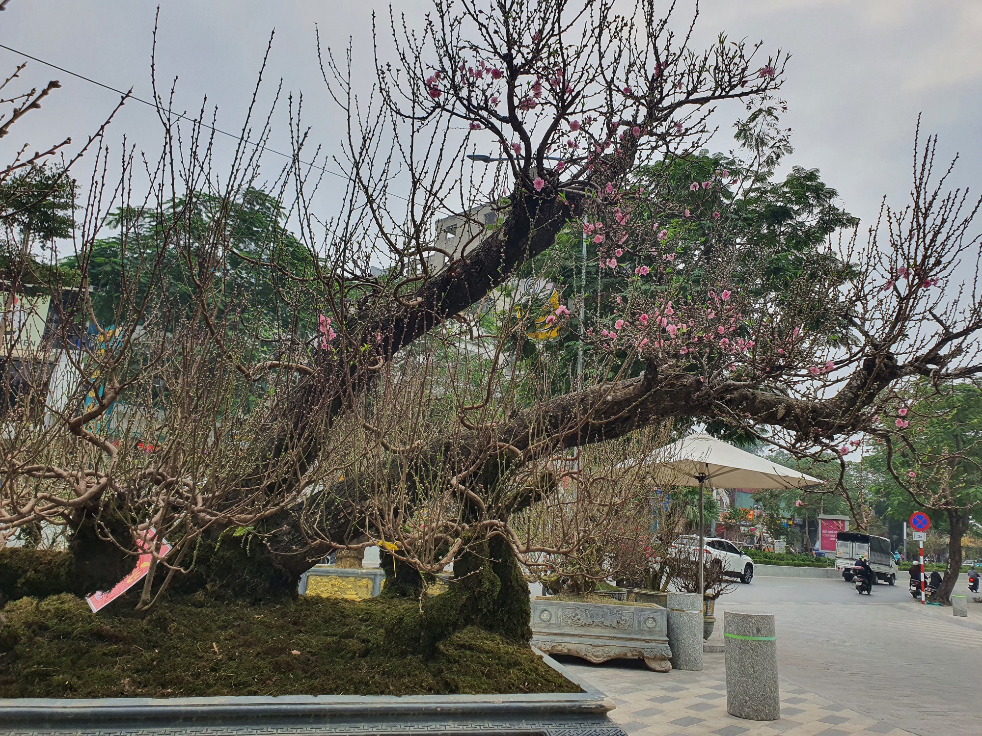 “Cây đào này tôi bán với giá 150 triệu đồng, cho thuê với giá 130 triệu đồng”, anh Công nói.