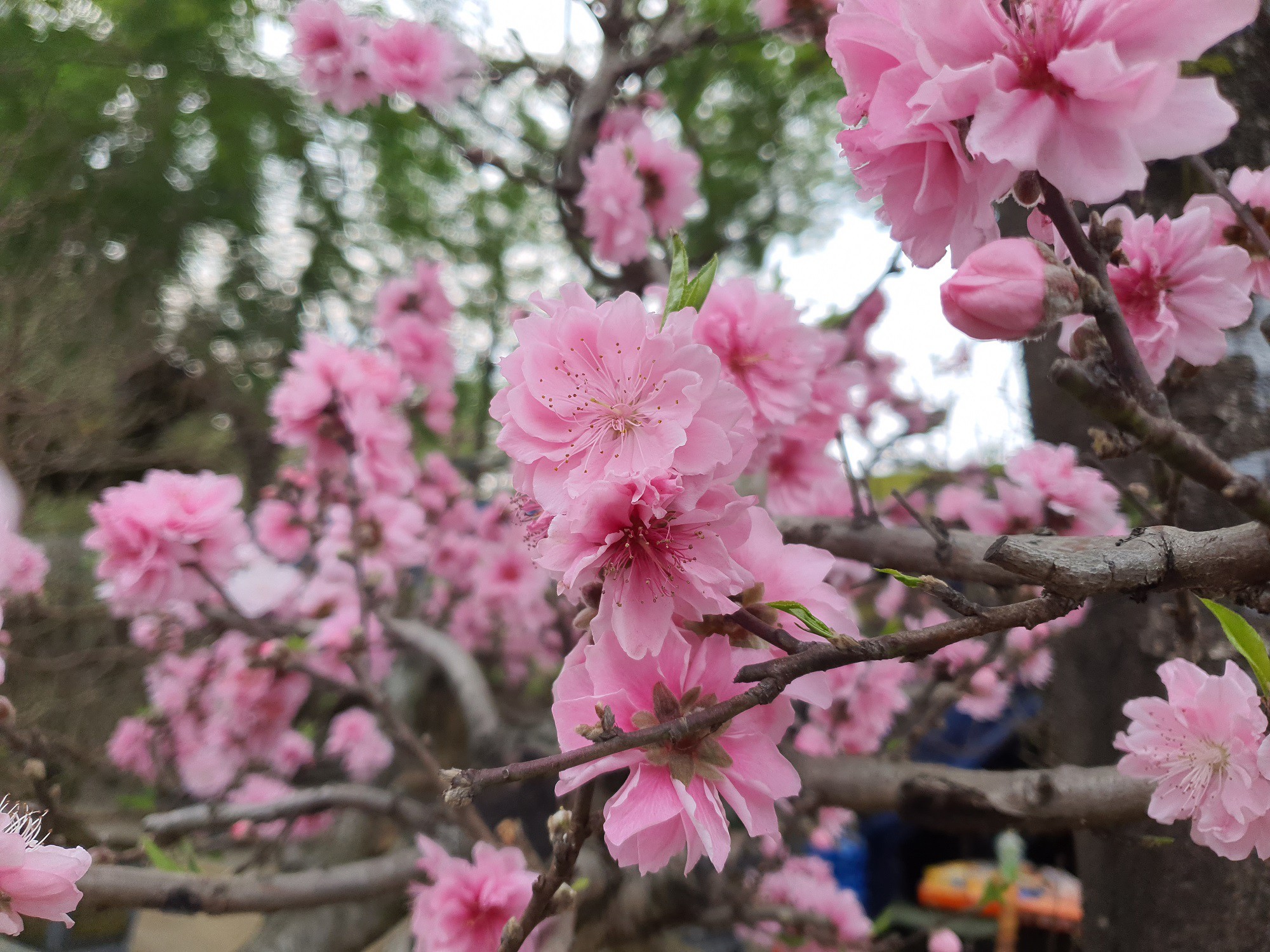 Hoa đào rừng với bông to, cánh dày, màu hồng phai được rất nhiều người ưa chuộng.