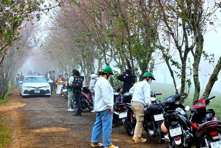 Chen nhau check-in với hàng ngàn cây mai anh đào nhuộm hồng đồi chè - 3