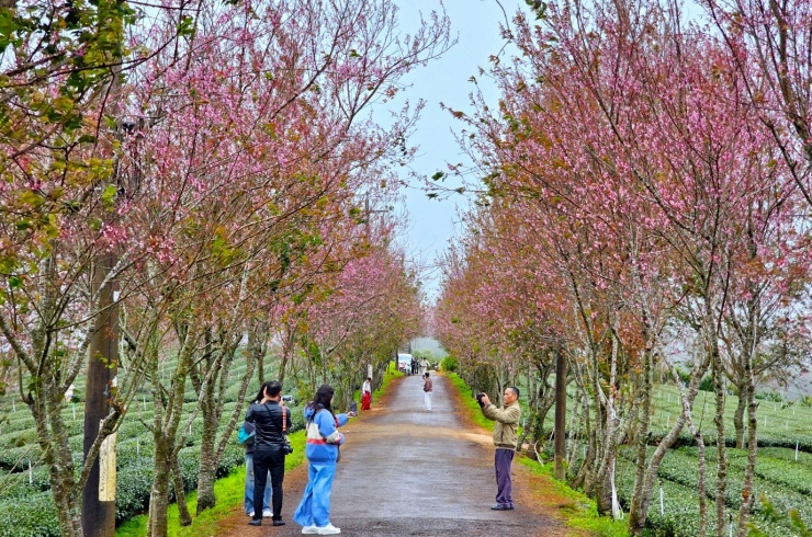 Chen nhau check-in với hàng ngàn cây mai anh đào nhuộm hồng đồi chè - 8