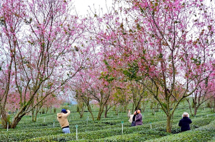 Chen nhau check-in với hàng ngàn cây mai anh đào nhuộm hồng đồi chè - 10