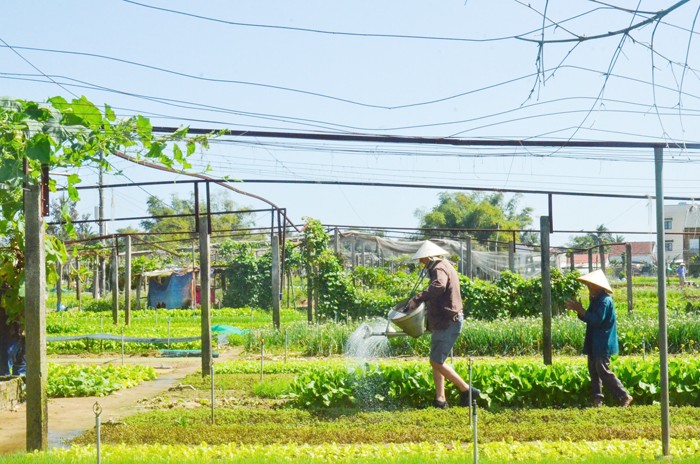 Du khách tập làm nông dân, tự tay trồng, gánh nước tưới ở làng rau Trà Quế.