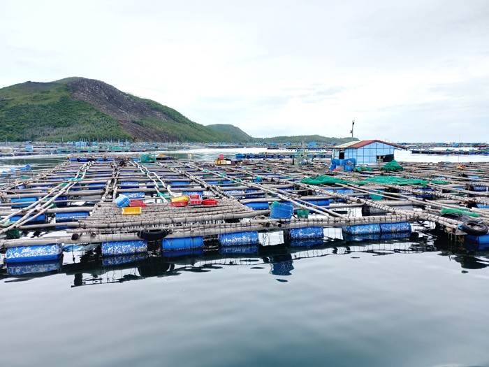 Lồng bè thả nuôi tôm hùm ở vịnh Xuân Đài.