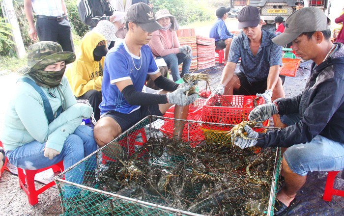 Cân kiểm tôm hùm để bán cho tư thương.