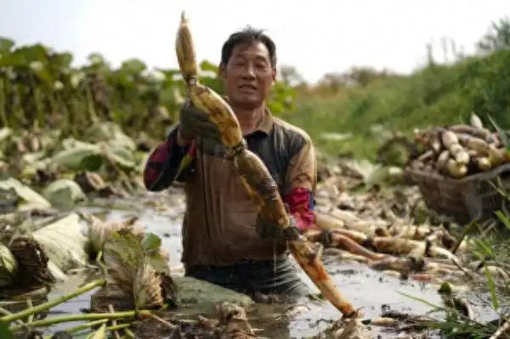 Lội bùn đào thứ ở Việt Nam có đầy, nhẹ nhàng đút túi tiền triệu/ngày - 1