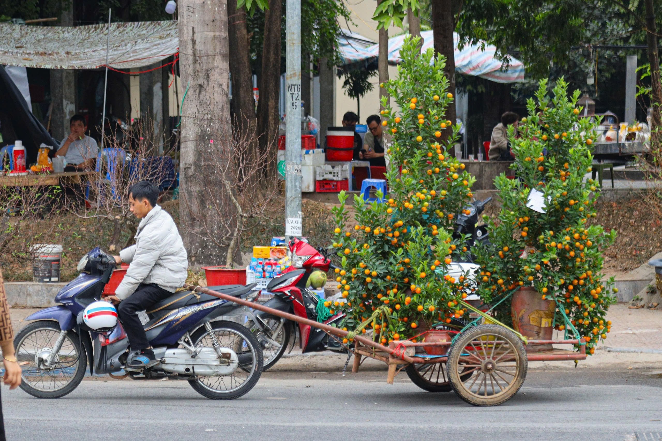 Ngoài quất ghép gỗ lũa, những chậu quất lớn nhỏ khác cũng được mua và vận chuyển đi khắp nẻo đường, thể hiện ước vọng về một cái Tết đủ đầy, no ấm, một năm mới nhiều tài lộc sẽ đến với mỗi gia đình Việt.