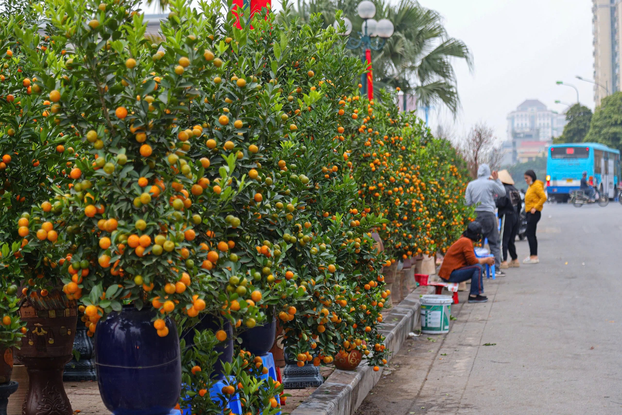 &nbsp;Hàng trăm, hàng nghìn chậu quất lớn nhỏ, đầy đủ kích thước từ to đến nhỏ được bày bán, nhuộm vàng các con phố với giá từ vài trăm nghìn đồng đến hàng trăm triệu đồng mỗi cây.