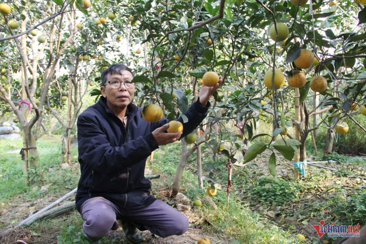 Thu nhập từ cam "tiến vua" của gia đình ông Hưởng giảm 3/4 so với các năm trước. Ảnh: Việt Hòa