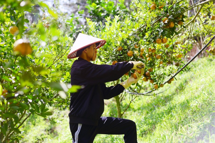 Những nhánh quýt trĩu quả vào vụ thu hoạch. Ảnh: X.N.