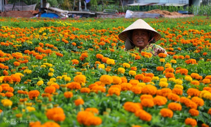 Cánh đồng hoa Tết lớn nhất Bình Dương khoe sắc - 5