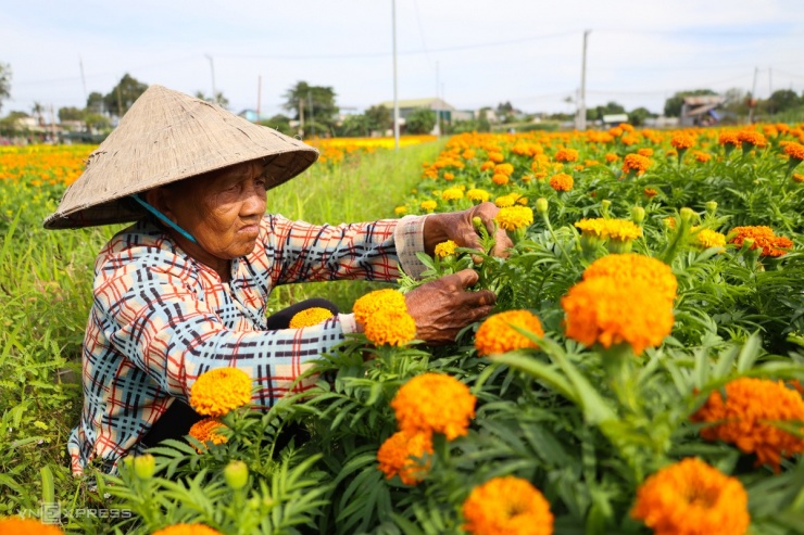 Cánh đồng hoa Tết lớn nhất Bình Dương khoe sắc - 4